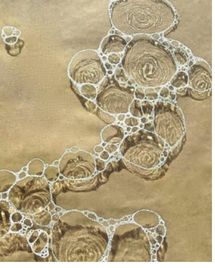 Natural cellular texture that inspired the Voronoi structure