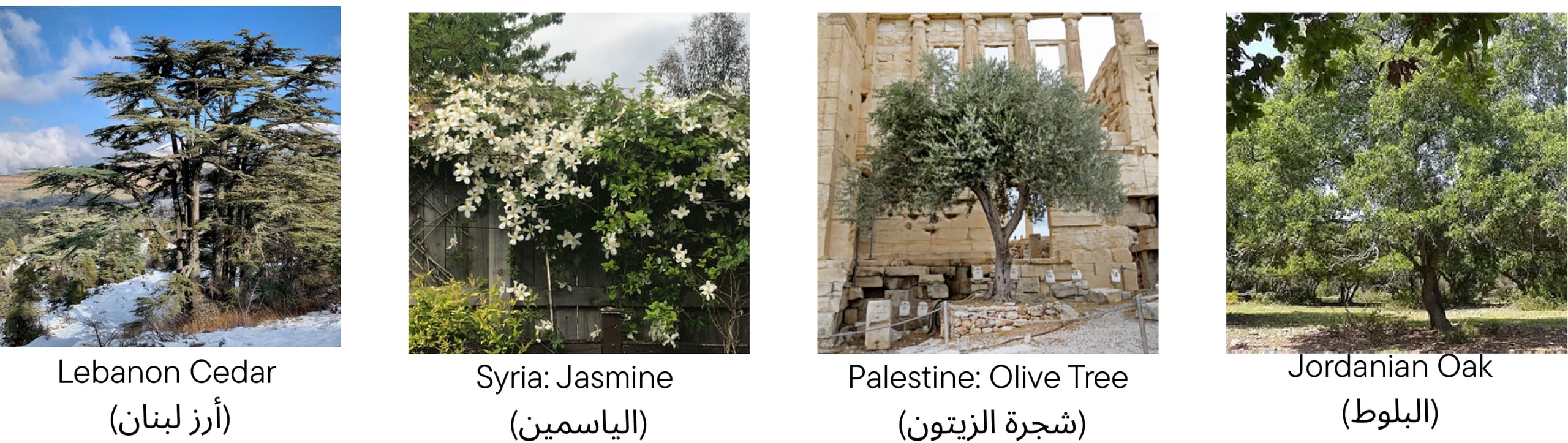 Four tree species of the Levant: Lebanon cedar, Syrian jasmine, Palestinian olive tree and Jordanian oak